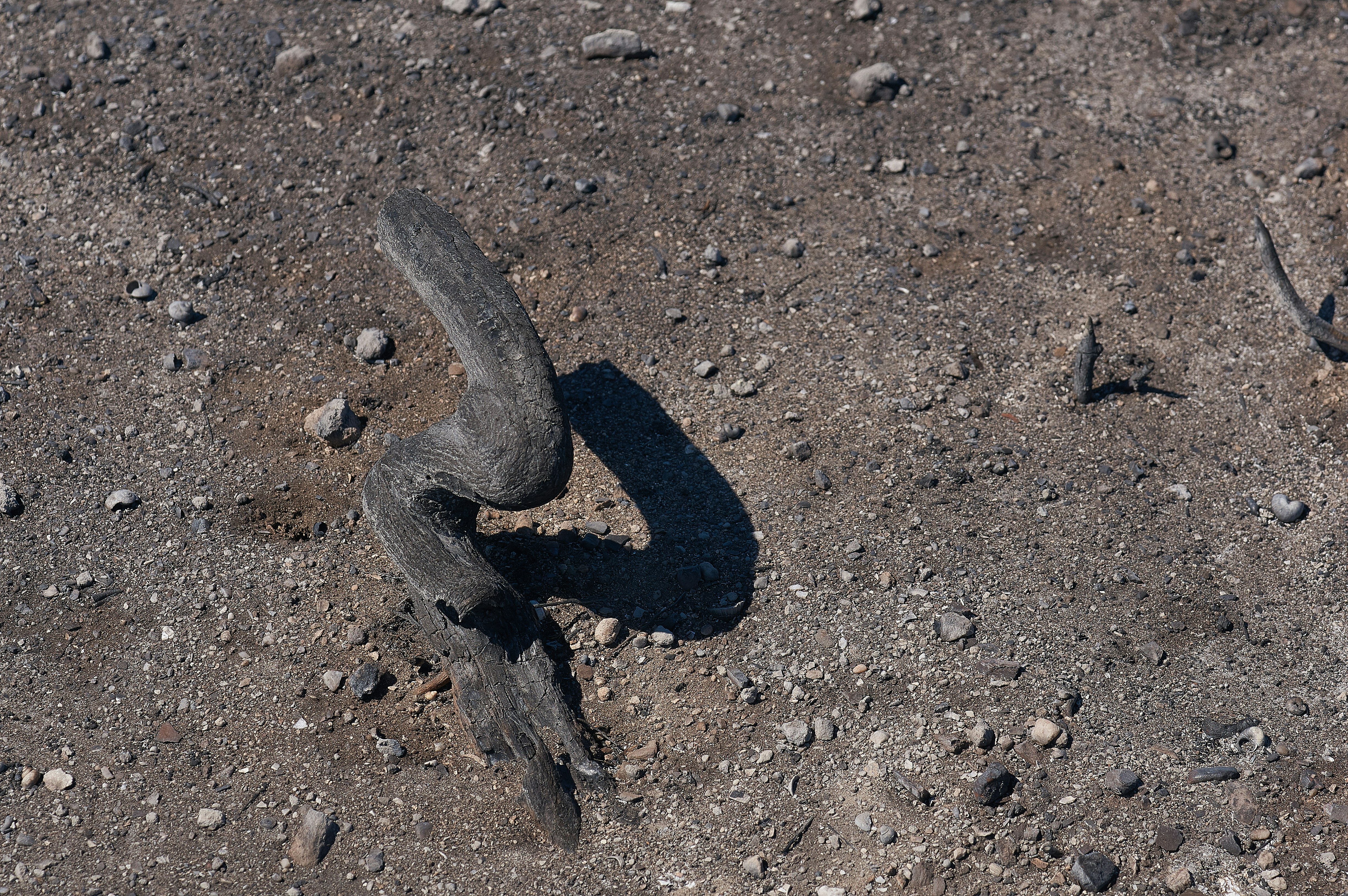gray snake on brown soil